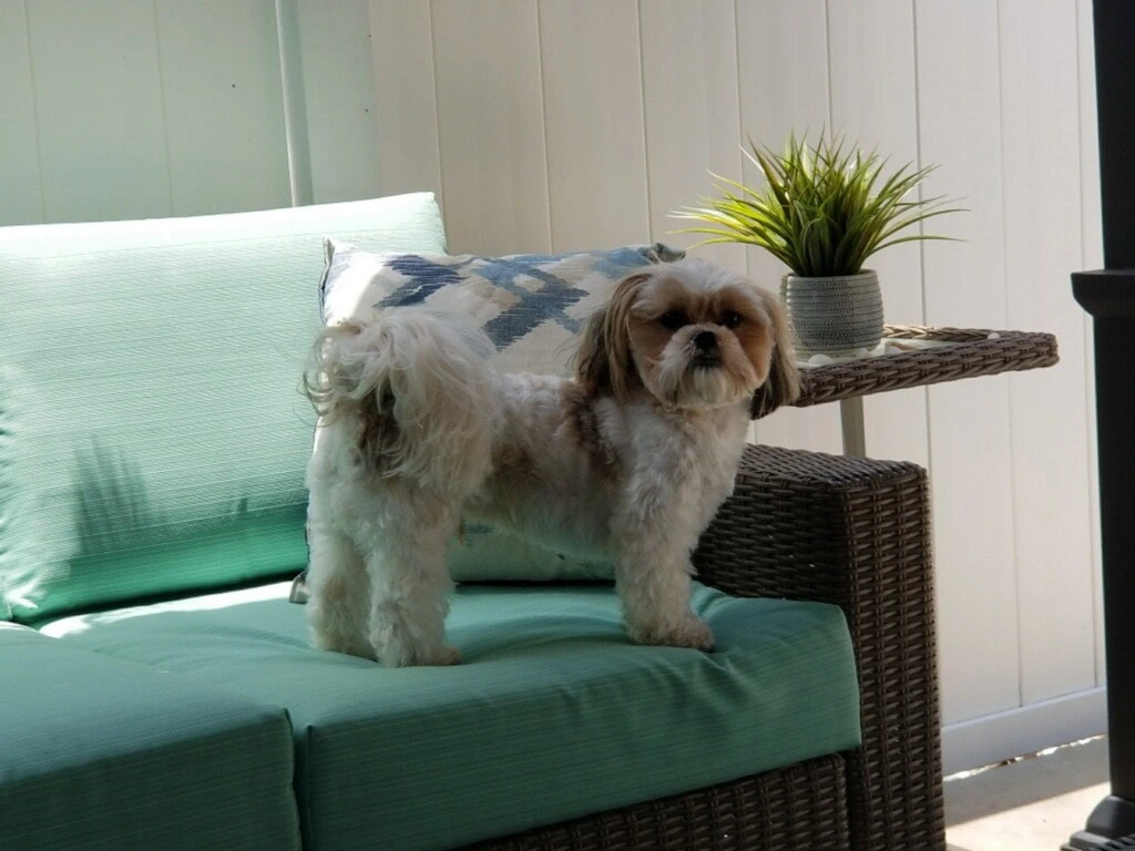 dog