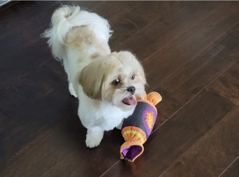 dog
